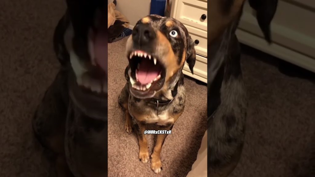 Dog Talking Back! – RxCKSTxR Comedy Voiceover!