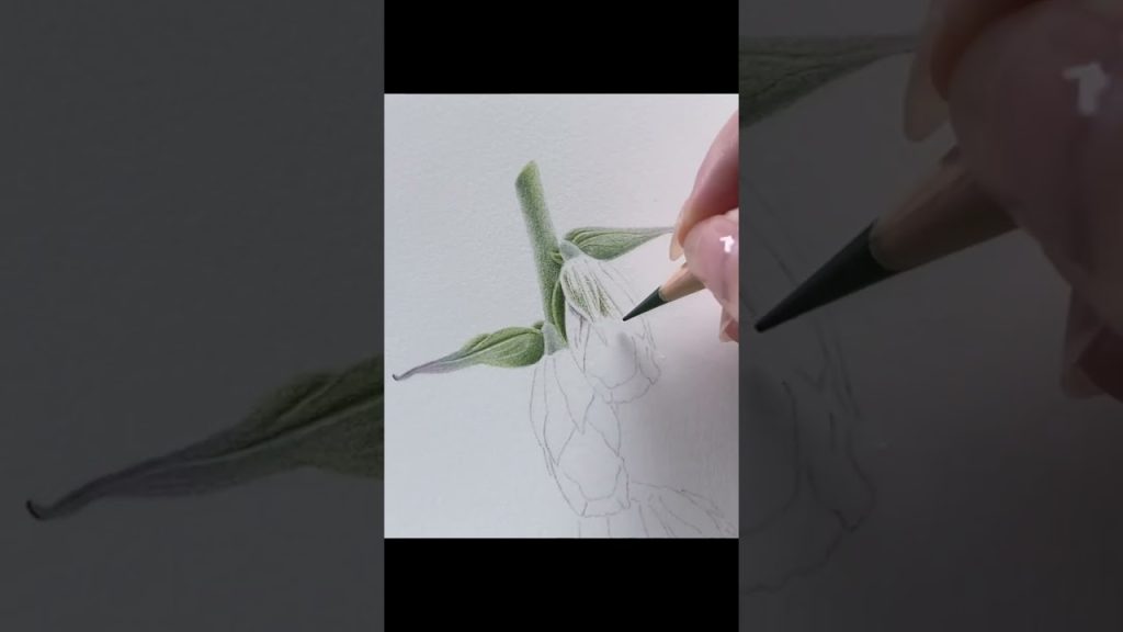 Foxglove in Coloured Pencil  #art #botanicalart…